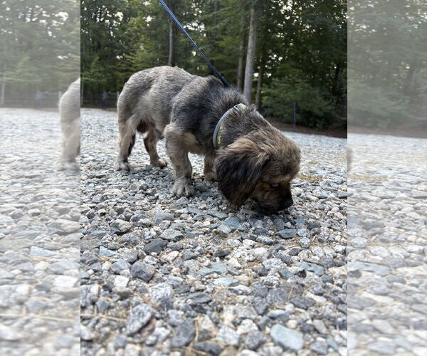 Medium Photo #3 Shih Tzu-Unknown Mix Puppy For Sale in Holly Springs, NC, USA
