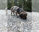 Small #2 Shih Tzu Mix