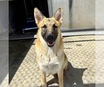 Small #1 German Shepherd Dog