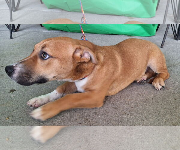 Medium Photo #2 American Pit Bull Terrier-Basset Hound Mix Puppy For Sale in Wetumpka, AL, USA