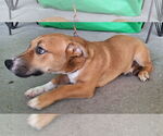 Small #1 American Pit Bull Terrier-Basset Hound Mix
