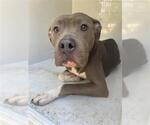 Small American Pit Bull Terrier