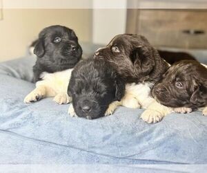 Newfoundland Puppy for sale in LEBANON, TN, USA