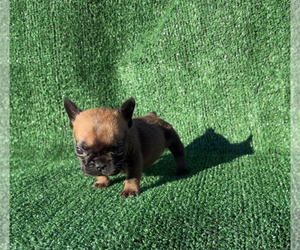 French Bulldog Puppy for sale in HUNTSVILLE, AL, USA
