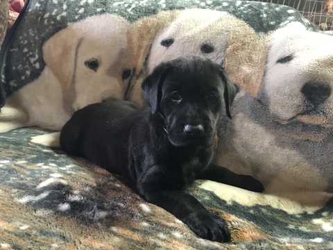 Medium Photo #1 Labrador Retriever Puppy For Sale in KUNKLETOWN, PA, USA