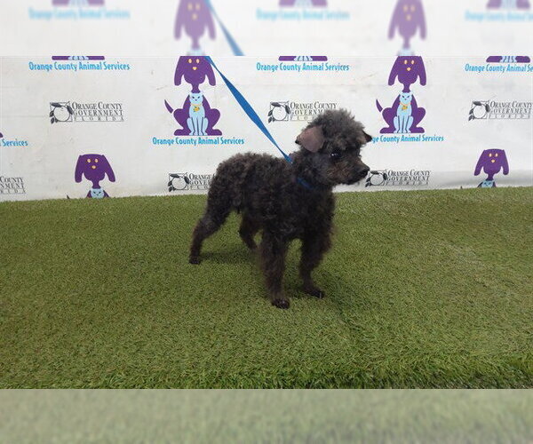 Medium Photo #1 Poodle (Toy) Puppy For Sale in Orlando, FL, USA