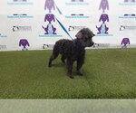 Small Poodle (Toy)