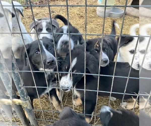 Medium Photo #1 Anatolian Shepherd-German Shepherd Dog Mix Puppy For Sale in DEXTER, NY, USA
