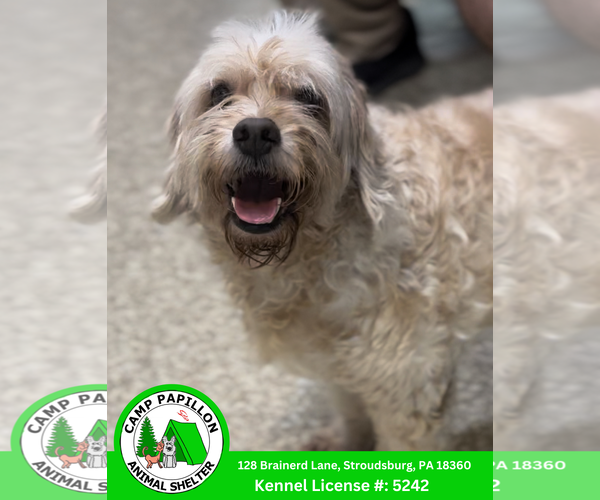 Medium Photo #1 Mutt Puppy For Sale in Stroudsburg, PA, USA