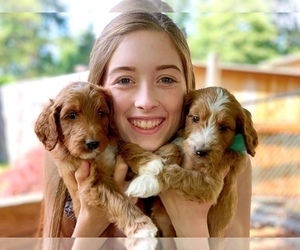 Irish Doodle Puppy for sale in SILVERDALE, WA, USA