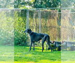 Small #2 Great Dane