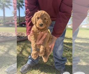 Goldendoodle Puppy for sale in APOLLO BEACH, FL, USA