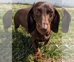 Small #2 Dachshund