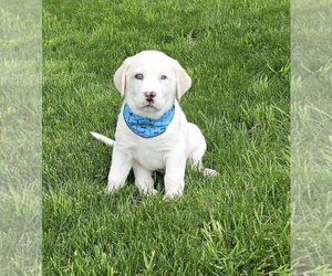 Great Pyrenees-Huskies  Mix Dogs for adoption in Croydon, NH, USA