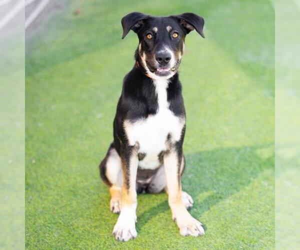 Medium Photo #1 German Shepherd Dog-Unknown Mix Puppy For Sale in Camarillo, CA, USA