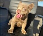 Small Photo #3 French Bulldog Puppy For Sale in ENCINO, CA, USA
