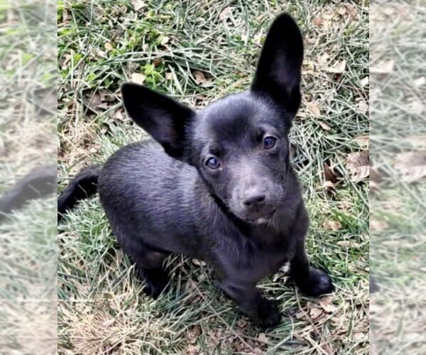 Medium Photo #3 Australian Shepherd-Rat Terrier Mix Puppy For Sale in Des Moines, IA, USA