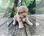 Small #4 Poodle (Miniature)