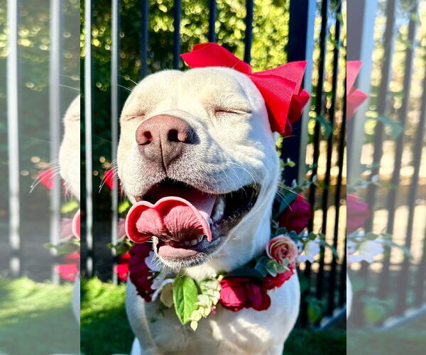 Medium Photo #5 American Pit Bull Terrier-Labrador Retriever Mix Puppy For Sale in Redlands, CA, USA