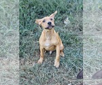 Small Labrador Retriever Mix