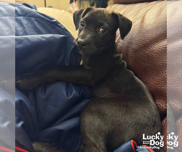 Medium Photo #5 Labrador Retriever-Unknown Mix Puppy For Sale in Washington, DC, USA