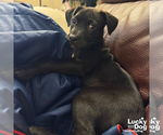 Small #4 Labrador Retriever Mix