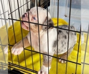English Bulldog Puppy for sale in NATALIA, TX, USA