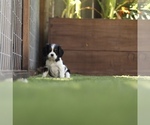 Puppy 2 Cavalier King Charles Spaniel