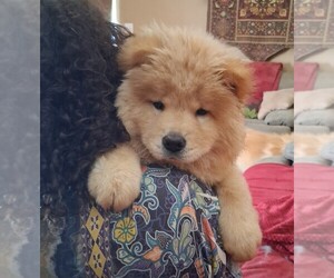 Chow Chow Puppy for sale in WEATHERFORD, TX, USA