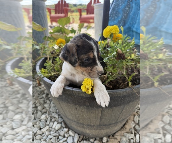 Medium Photo #4 Border-Aussie Puppy For Sale in MOUNT PLEASANT, IA, USA