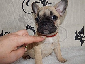 French Bulldog Puppy for sale in SARATOGA SPRINGS, NY, USA