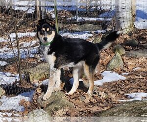 Mutt Dogs for adoption in Croydon, NH, USA