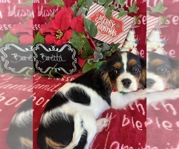 Medium Photo #4 Cavalier King Charles Spaniel Puppy For Sale in ABILENE, TX, USA