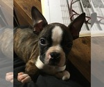 Small #1 Boston Terrier