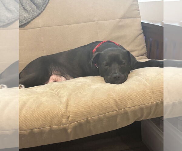 Medium Photo #3 American Pit Bull Terrier-Labrador Retriever Mix Puppy For Sale in Holly Springs, NC, USA