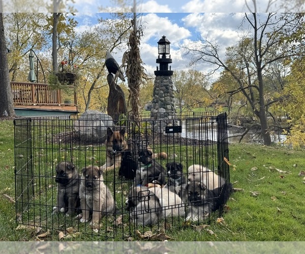 Medium Photo #13 German Shepherd Dog-Siberian Husky Mix Puppy For Sale in LANSING, MI, USA