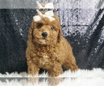 Puppy Dexter F1 Maltipoo