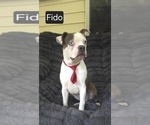 Small #1 Boston Terrier