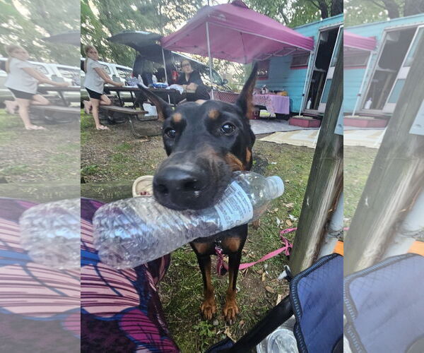 Medium Photo #3 Doberman Pinscher Puppy For Sale in Buffalo, MN, USA