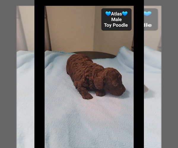 Medium Photo #2 Poodle (Toy) Puppy For Sale in TUCSON, AZ, USA