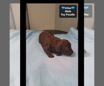 Atlas - Male Poodle (Toy) Puppy for Sale - Photo #2