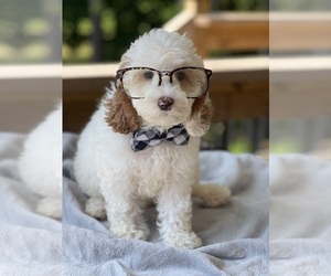 Australian Labradoodle Puppy for sale in NAPLES, FL, USA