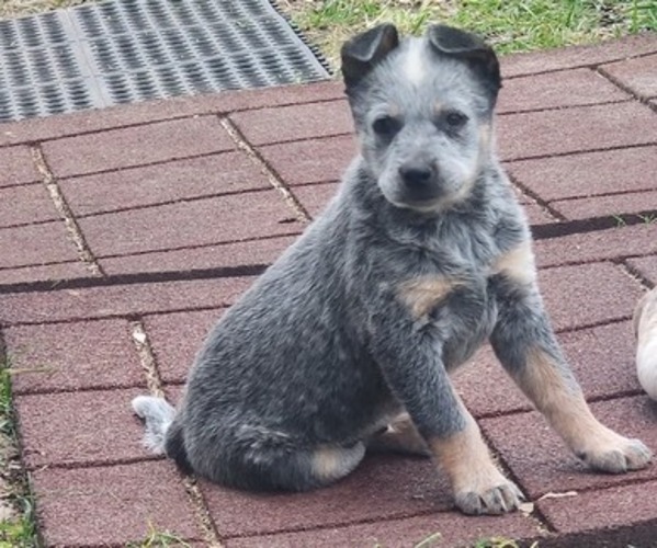 Full screen Photo #1 Australian Cattle Dog Puppy For Sale in RUSSELLVILLE, KY, USA