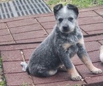 Small Photo #1 Australian Cattle Dog Puppy For Sale in RUSSELLVILLE, KY, USA
