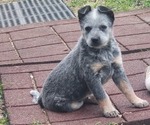 Small Australian Cattle Dog