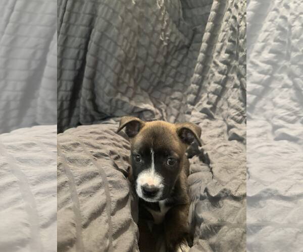Medium Photo #5 American Staffordshire Terrier-Labrador Retriever Mix Puppy For Sale in Orange Grove, TX, USA