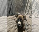 Small #4 American Staffordshire Terrier-Labrador Retriever Mix