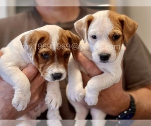 Jack Russell Terrier Puppy for sale in PLACERVILLE, CA, USA