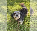 Small #2 Poodle (Miniature) Mix