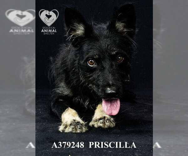 Medium Photo #1 German Shepherd Dog Puppy For Sale in Stockton, CA, USA